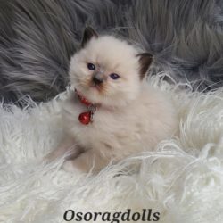 Ragdoll kitten; Traditional Seal Point mitted, male.