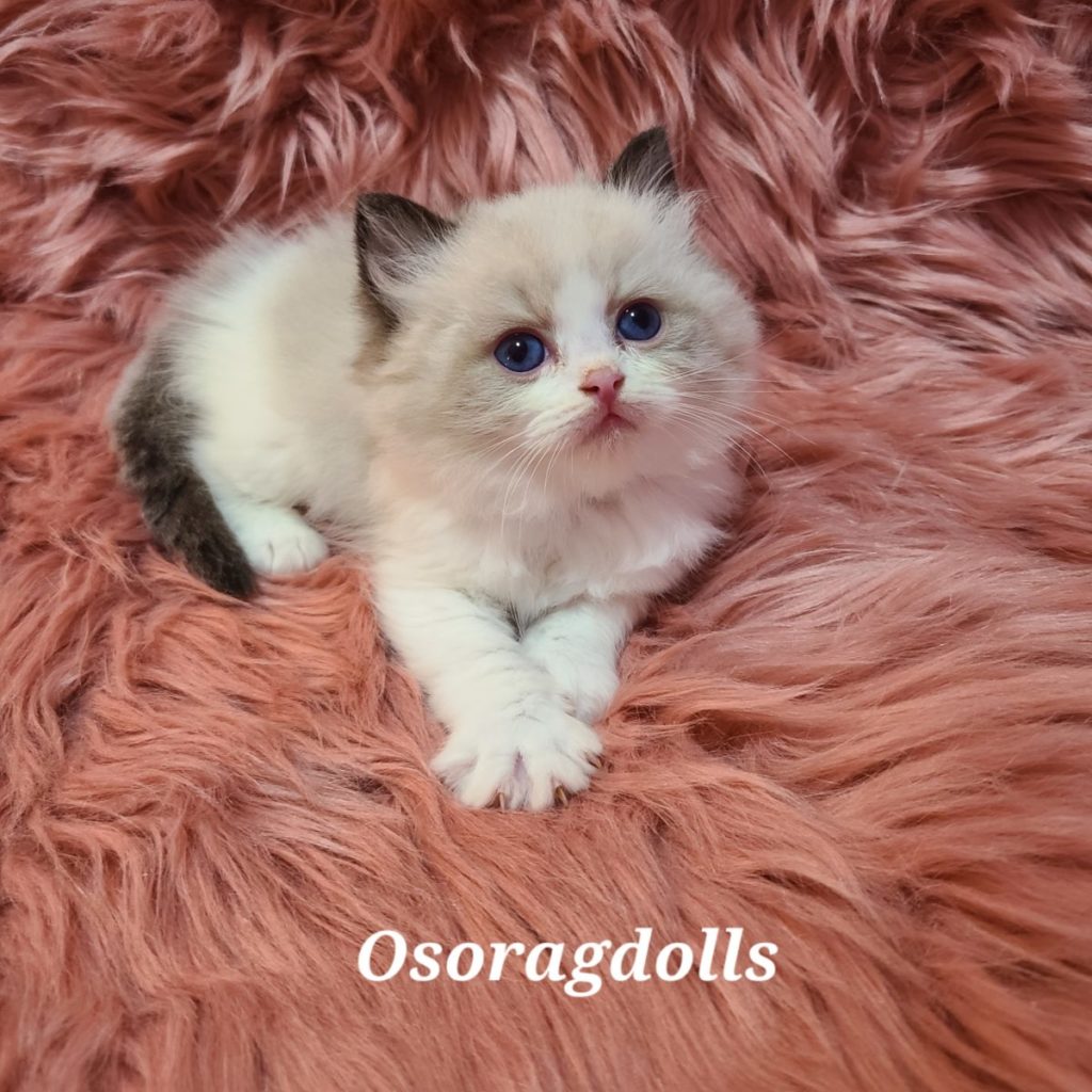 Seal Point/Bicolor Ragdoll kitten