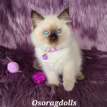 Ragdoll kitten