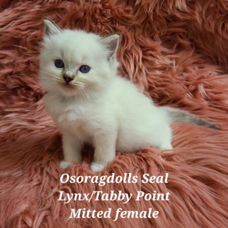 CajunRagdolls Ragdoll kitten Champion Zucchero Grandfather