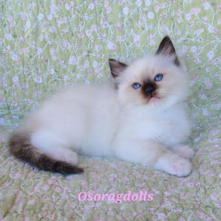 Ragdoll kitten