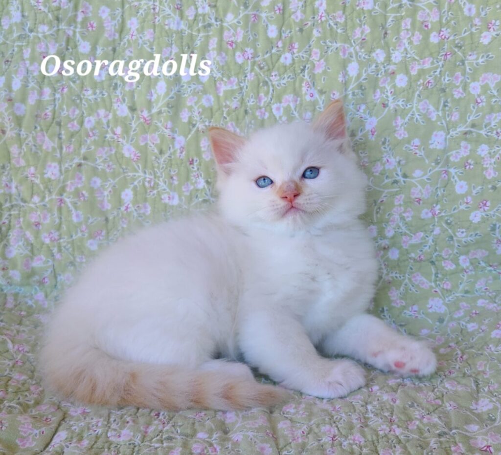 Ragdoll kitten