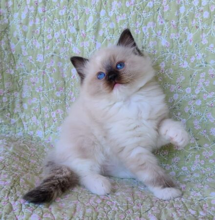 Ragdoll kitten