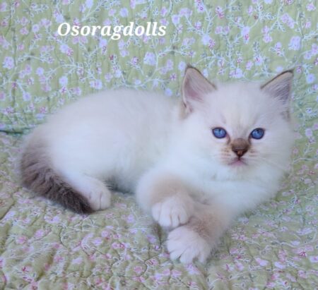 Ragdoll kitten