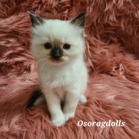 Ragdoll kitten