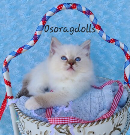 Ragdoll kitten