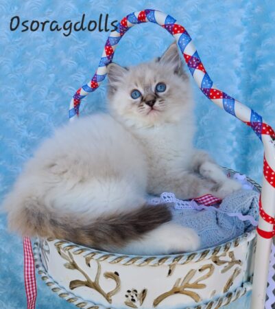 Ragdoll kitten