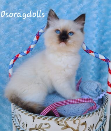 Ragdoll kitten