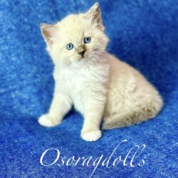 Ragdoll kitten Blue Point Mitted