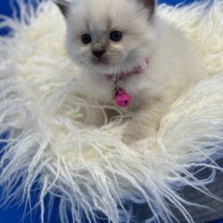 Ragdoll kitten