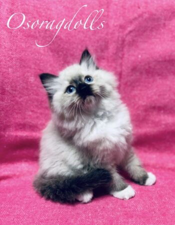 Ragdoll kitten