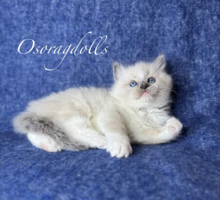 Ragdoll kitten