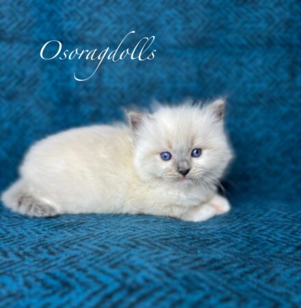 Ragdoll kitten Blue Point Mitted