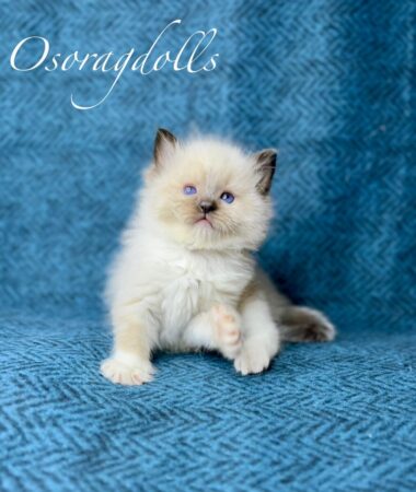 Ragdoll kitten